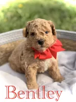 Bentley , a male Cavapoo for sale in Mayfield, KY – Photo 1 of 5