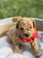 Bentley , a male Cavapoo for sale in Mayfield, KY – Photo 2 of 5