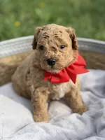 Bentley , a male Cavapoo for sale in Mayfield, KY – Photo 5 of 5