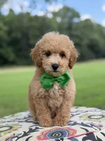 F1B Lucky, a male Cavapoo for sale in Mayfield, KY – 5 of 10