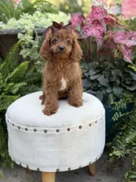 Reba, a female Cavapoo for sale in Mayfield, KY – 5 of 10