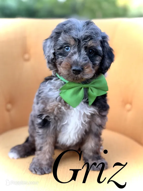 F1B Griz – Bernedoodle puppy for sale in Mayfield, KY