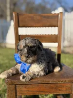 F1B Griz, a male Bernedoodle for sale in Mayfield, KY – Photo 5 of 5