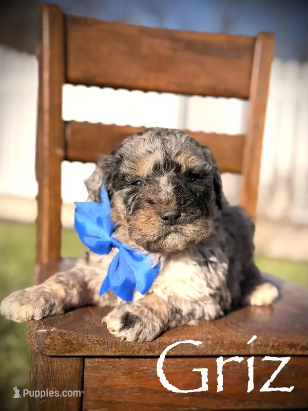F1B Griz – Bernedoodle puppy for sale in Mayfield, KY