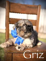 F1B Griz, a male Bernedoodle for sale in Mayfield, KY – Photo 1 of 5