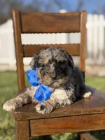 F1B Griz, a male Bernedoodle for sale in Mayfield, KY – Photo 4 of 5