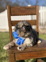 F1B Griz, a male Bernedoodle for sale in Mayfield, KY – Photo 2 of 5
