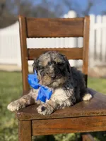 F1B Griz, a male Bernedoodle for sale in Mayfield, KY – Photo 3 of 5