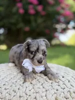 F1B Topper, a male Maltipoo for sale in Mayfield, KY – 4 of 6
