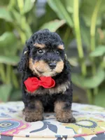 Evan, a male Miniature Bernedoodle for sale in Mayfield, KY – 3 of 10