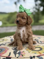 Patty, a female Miniature Goldendoodle for sale in Mayfield, KY – 3 of 6