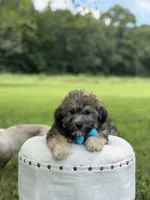 Chocolate sable M, a male Havapoo for sale in Mayfield, KY – 4 of 10