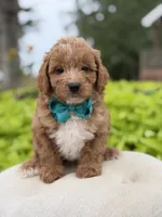 Phoenix, a male Miniature Goldendoodle for sale in Mayfield, KY – 3 of 7
