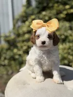 Daisy, a female Cavapoo for sale in Mayfield, KY – 2 of 10