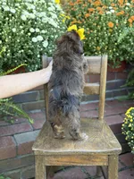Tessa, a female Shihpoo for sale in Mayfield, KY – 4 of 10