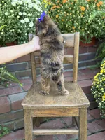 Tinsley, a female Shihpoo for sale in Mayfield, KY – 10 of 10