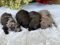 Chocolate M, a male Havapoo for sale in Mayfield, KY – 2 of 3