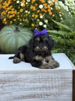 F1 Sally, a female Cavapoo for sale in Mayfield, KY – 7 of 10