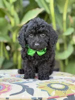 Ethan, a male Miniature Bernedoodle for sale in Mayfield, KY – 4 of 5
