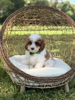 F1B Colton, a male Cavapoo for sale in Mayfield, KY – 4 of 10