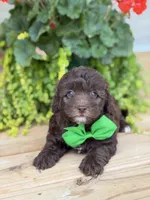 Chocolate M, a male Havapoo for sale in Mayfield, KY – 2 of 9