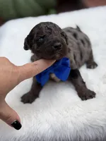 Blue bow, a male Miniature Bernedoodle for sale in Mayfield, KY – 2 of 10