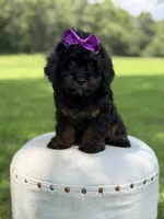 F1 Ashlyn, a female Cavapoo for sale in Mayfield, KY – 9 of 10