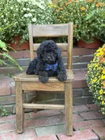 Theo, a male Shihpoo for sale in Mayfield, KY – 9 of 10