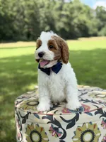 F1B Landon, a male Cavapoo for sale in Mayfield, KY – 3 of 10