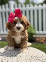 F1 Jewel, a female Cavapoo for sale in Mayfield, KY – 3 of 6