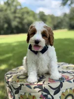 F1B Landon, a male Cavapoo for sale in Mayfield, KY – 2 of 10