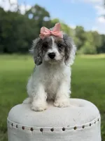 Lola, a female Cavapoo for sale in Mayfield, KY – 4 of 10