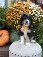 F1 Victoria, a female Bernedoodle for sale in Mayfield, KY – 8 of 10