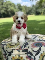F1B Lincoln, a male Cavapoo for sale in Mayfield, KY – 6 of 10