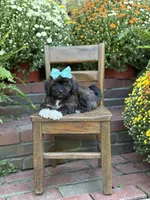 Tally, a female Shihpoo for sale in Mayfield, KY – 6 of 10