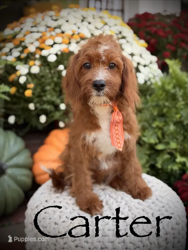 F1 Carter – Cavapoo puppy for sale in Mayfield, KY