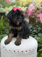 F1B Brooke, a female Bernedoodle for sale in Mayfield, KY – 8 of 10