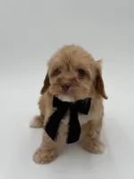 F1B Calvin, a male Cavapoo for sale in Mayfield, KY – Photo 3 of 10