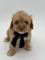 F1B Calvin, a male Cavapoo for sale in Mayfield, KY – Photo 8 of 10