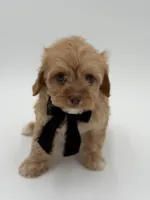 F1B Calvin, a male Cavapoo for sale in Mayfield, KY – Photo 5 of 10