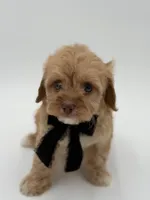 F1B Calvin, a male Cavapoo for sale in Mayfield, KY – Photo 6 of 10