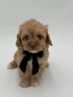 F1B Calvin, a male Cavapoo for sale in Mayfield, KY – Photo 2 of 10