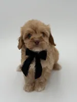 F1B Calvin, a male Cavapoo for sale in Mayfield, KY – Photo 4 of 10