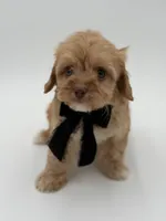 F1B Calvin, a male Cavapoo for sale in Mayfield, KY – Photo 7 of 10