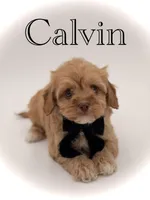 F1B Calvin, a male Cavapoo for sale in Mayfield, KY – Photo 1 of 10