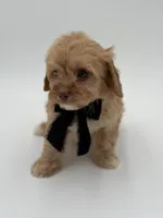 F1B Calvin, a male Cavapoo for sale in Mayfield, KY – Photo 9 of 10