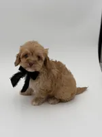 F1B Calvin, a male Cavapoo for sale in Mayfield, KY – Photo 10 of 10