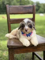 Freedom, a male Miniature Bernedoodle for sale in Mayfield, KY – 9 of 10