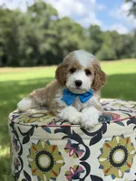 F1B Laken, a male Cavapoo for sale in Mayfield, KY – 3 of 10
