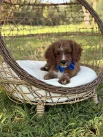 F1 Carter, a male Cavapoo for sale in Mayfield, KY – 4 of 10